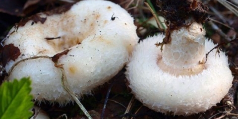 Prsa i utovarivač: razlike u fotografiji i opisu